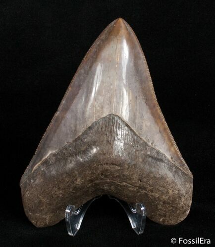 Coffee Colored Georgia Megalodon Tooth - Great Serrations #2996